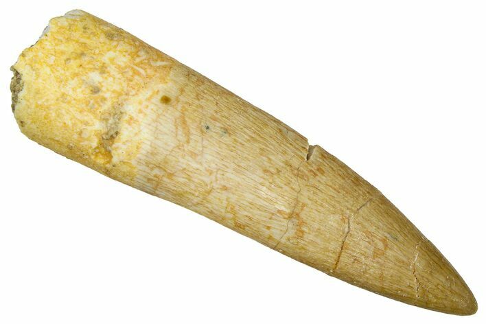 Fossil Plesiosaur (Zarafasaura) Tooth - Morocco #369967